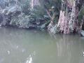 gal/Ile Maurice/_thb_SP_A0072_Pamplemouse_Garden_Pamplemousses_Garden.jpg